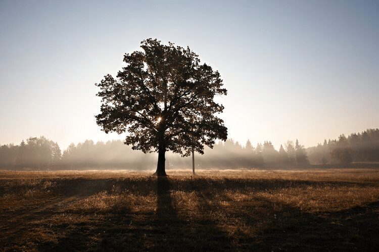 NATURAL STATE BURIAL ASSOCIATION